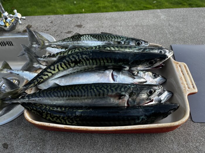 Flera nyfångade makrillar i bakformar på ett bord utomhus.