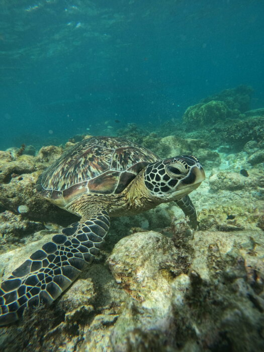 En havssköldpadda simmar nära havsbotten bland korall och stenar under vattnet.