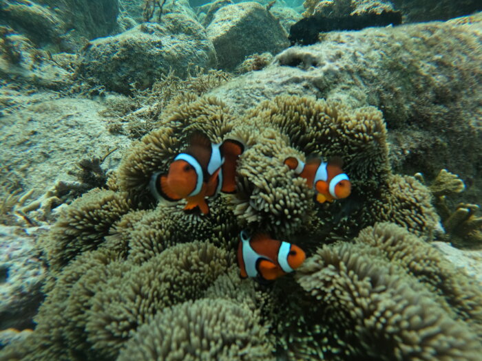 Tre clownfiskar i en sjöanemon under vattnet, omgivna av korallrevs terräng.