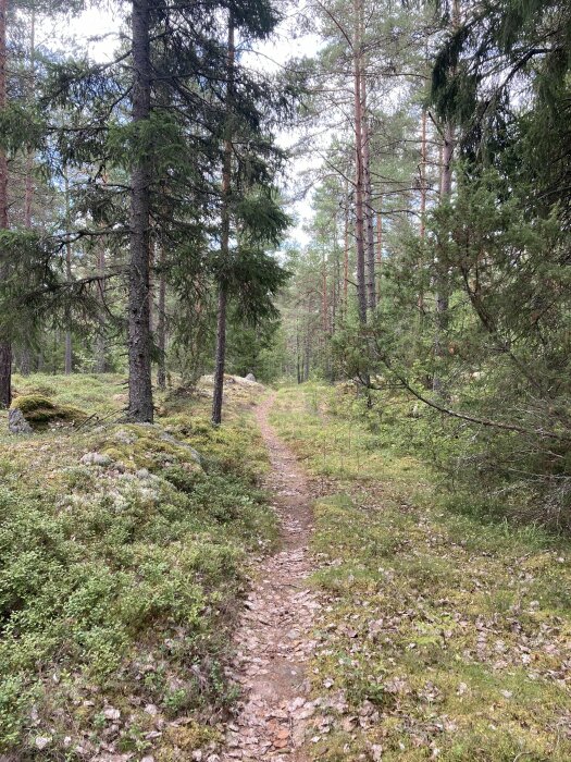 En skogsstig leder genom tätt barrskog med mossa och stenar. Lugn och fridfull natur.
