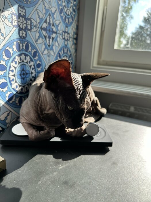 En nakenkatt (Sphynx) sitter på våg mot soligt fönster, blå kakelvägg i bakgrunden.