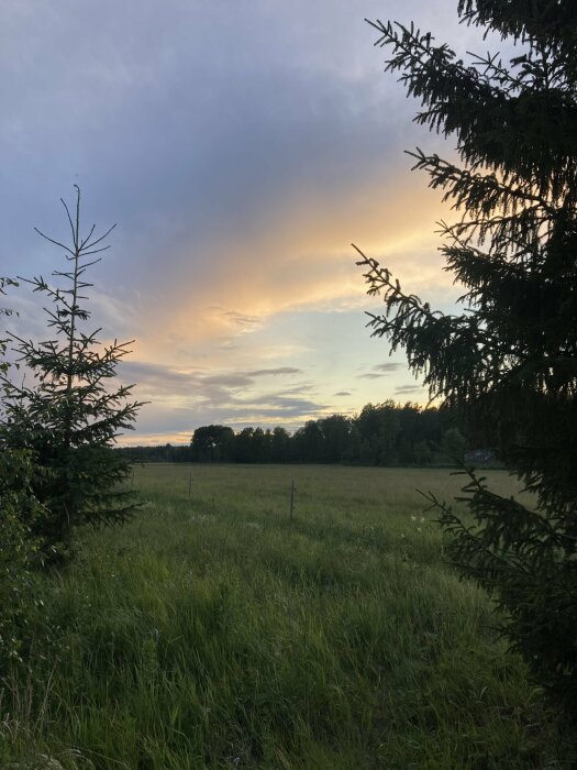 Skymning över en lugn äng, omramad av träd, med mjuka moln på himlen.