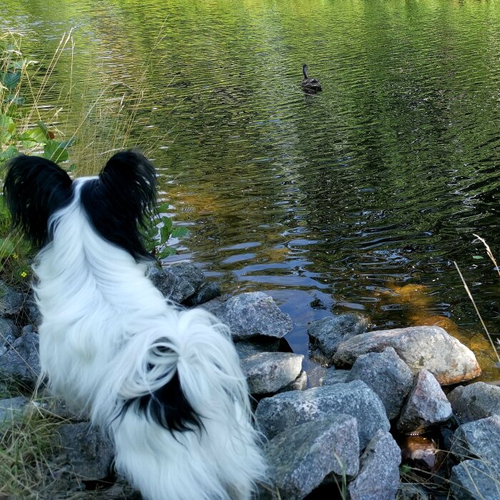 Hund tittar på and i vattnet vid stenig sjöstrand, omgiven av grönska.