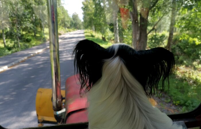 En hund tittar ut från ett öppet fönster på ett fordon, på en slingrande väg omgiven av grönska.