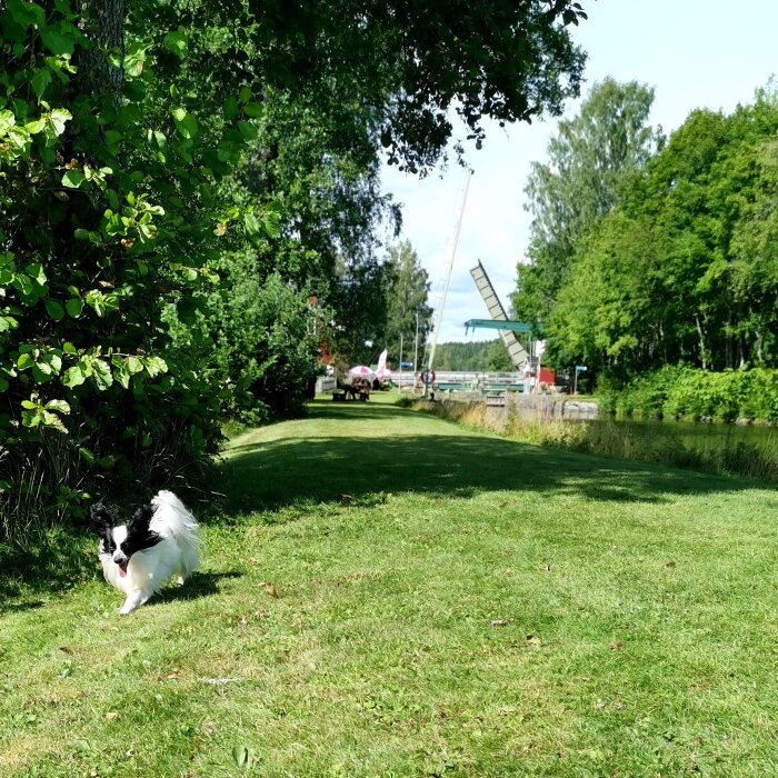 Grönt landskap, hund, bro, flod, personer, sommardag.