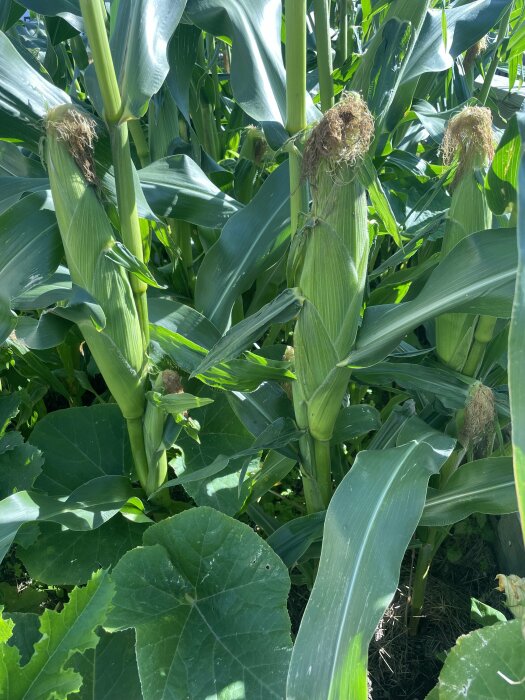 Mogen majs på plantor, gröna blad, solljus, jordbruk, squashblad i förgrunden.