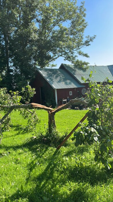 Solig dag, grönt gräs, nedbruten gren, röd lada, trädblad, klar blå himmel.