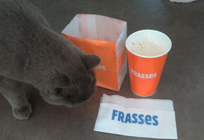 Grå katt snusar på en orange papperspåse och mugg med namnet "FRASSES".