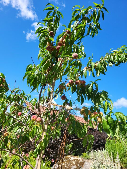 Ett fruktträd med mognande persikor, klart himmel bakgrund, trädgårdsmiljö under sommar.