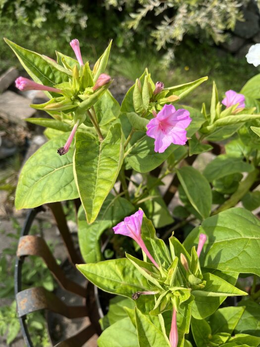 Gröna blad, rosa blommor, utomhus, soligt, gammalt järnstaket, natur, dagtid.