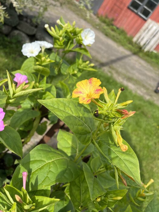 Färgglada blommor i förgrunden, gröna blad, oskarp röd stuga och gräsmatta i bakgrunden.