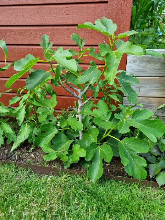 Gröna växter i träbädd bredvid röd trävägg, grönskande blad, trädgårdsmiljö, gräs i förgrunden.