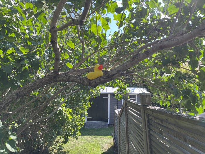 Gummianka på gren i solig trädgård med staket och skjul.