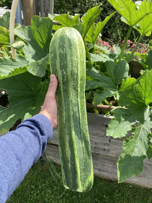 En person håller en stor, långsträckt zucchini i en trädgård med gröna bladverk i bakgrunden.