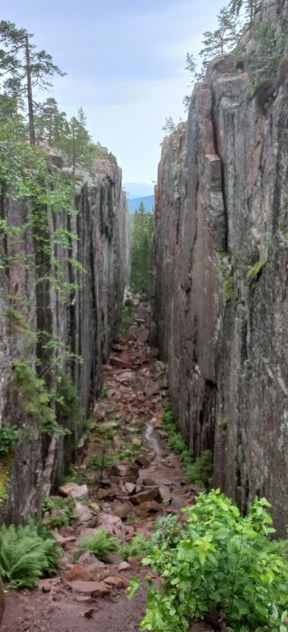 Smal klippig ravin i skog med gröna växter och stenig mark, möjlig vandringsled eller naturs formation.