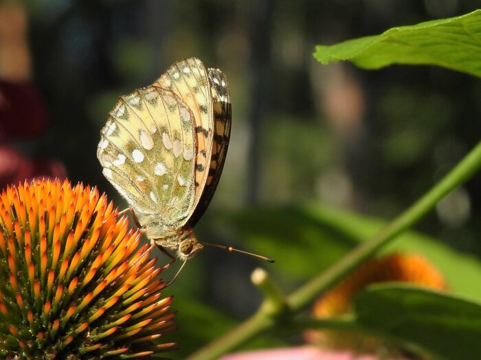 En fjäril på en orangefärgad blomma, gröna blad, solljus, närbild, skalbagge i bakgrunden, skarp detalj, naturen.