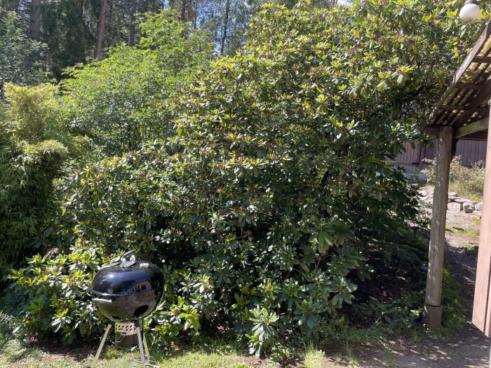 Trädgård med gröna buskar, träkolgrill och del av trädäck, soligt väder.