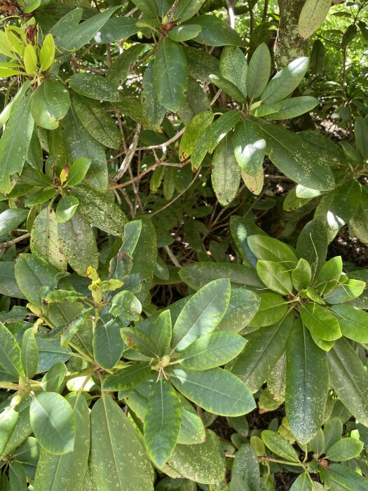 Gröna växtblad med vit prickar, utomhus, naturlig belysning, närbild på grönska.