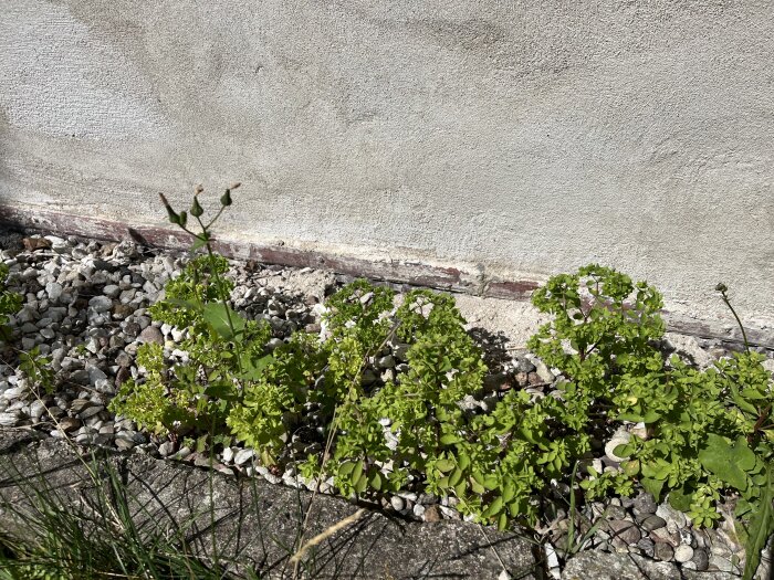 Gröna växter och ogräs som växer mellan småstenar intill en grå vägg. Soligt väder.