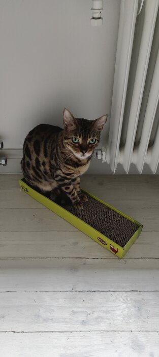 En bengalkatt sitter på en skrapbräda framför en vit radiator på ett trägolv.