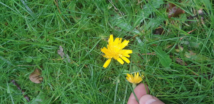 Gul maskros i gräs, hand plockar en blomma, fuktig efter regn.