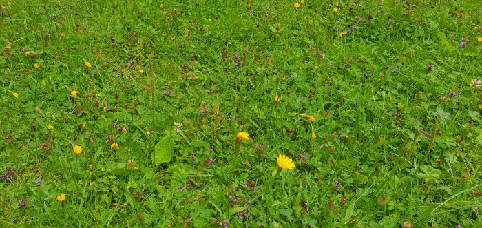 En frodig äng med blandade blommor och grönska, mångfald av växtarter synlig, naturens skönhet i detalj.