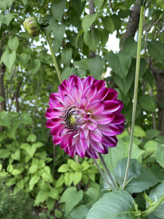 Färggrann dahlia i full blom med grönt lövverk och knopp i bakgrunden.