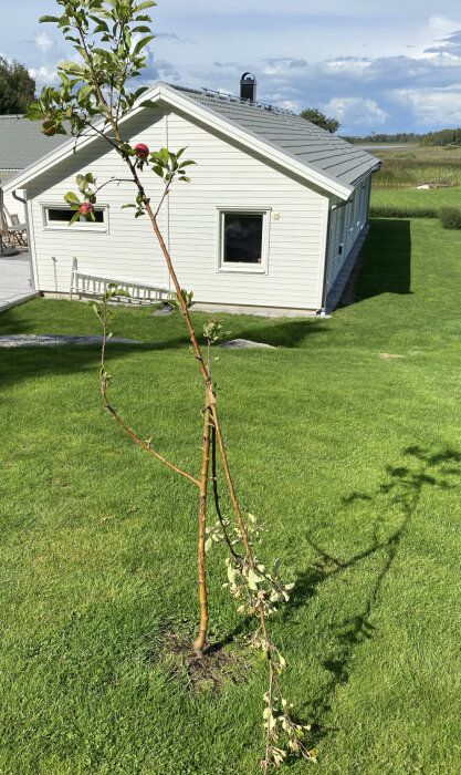 Ett ungt äppelträd med frukter framför ett vitt hus, grönt gräs, solig dag med skuggor.