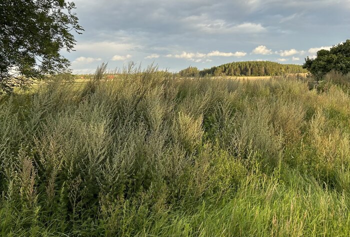 Lantlig vy med ett fält, buskar i förgrunden, träd i bakgrunden och molnig himmel.