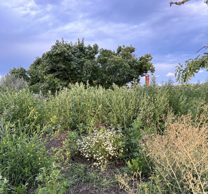 Vildvuxen trädgård med blommor och grönska, träd i bakgrunden, molnig himmel, skymning eller morgonljus.