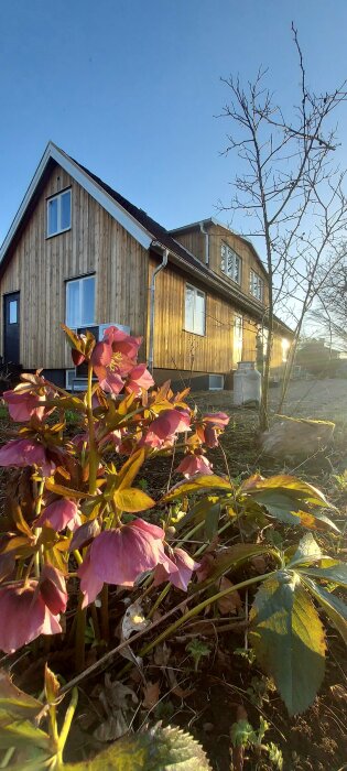 Ett trähus i motljus med rosa blommor i förgrunden, mot en klarblå himmel.