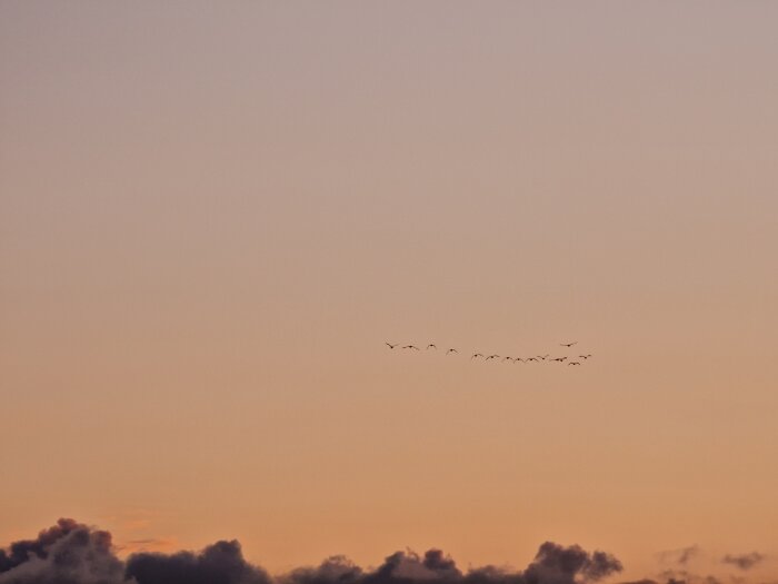 Fågelformation flyger vid solnedgång med pastellfärgad himmel och mörka moln nertill.