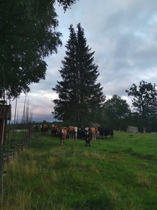 Kor i en hage, stora träd, mulet himmel, lantlig miljö, grönt gräs.