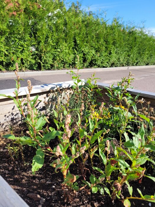 Planteringslåda med växter i solljus framför häck och trottoar.