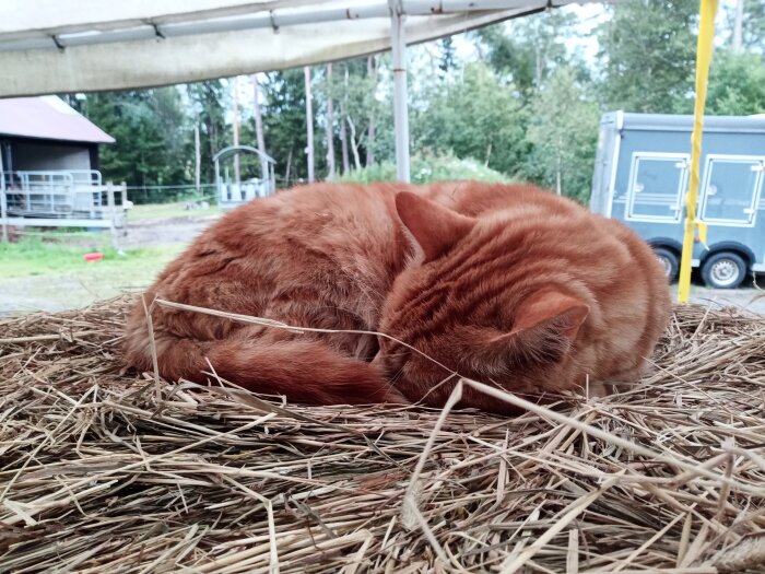 Rödbrun katt sover på hö i en ladugårdsmiljö med en hästtransport i bakgrunden.