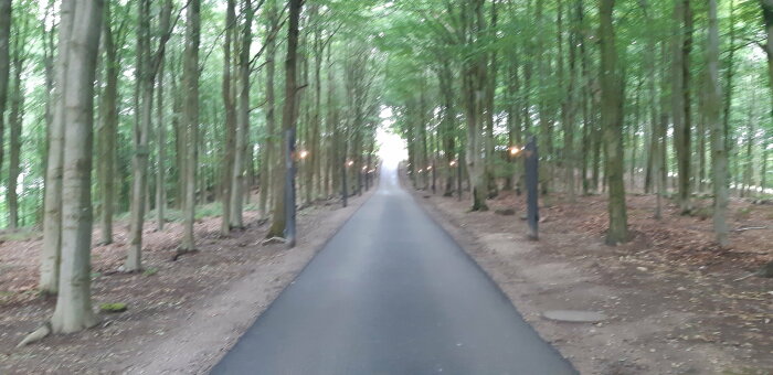 En suddig bild av en väg som leder genom en lummig skog med träd och lyktstolpar.