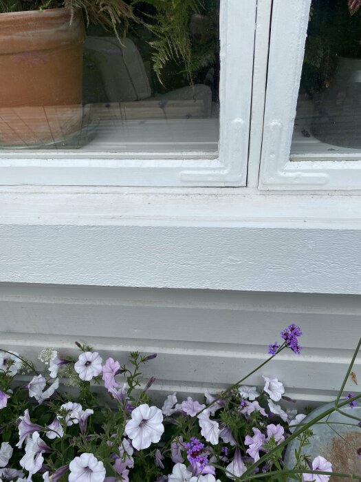 Ett vitt fönster, trälister, krukväxter insidan, lila och vita petunior utsidan.