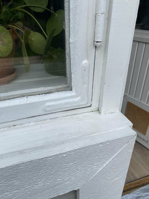 Ett fönsterhörn med sprucken och flagande vit färg, synlig trätextur, gröna växter inuti.