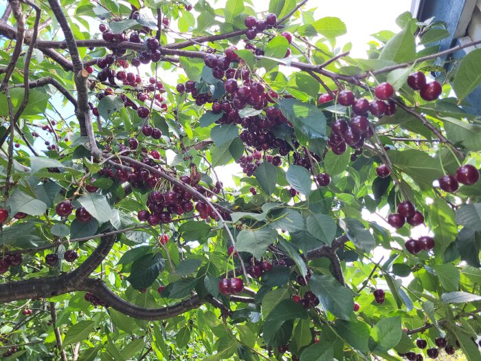 Ett körsbärsträd fullt av mogna, röda körsbär omgivet av gröna blad mot himlen.