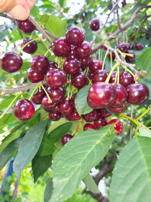 Mogna körsbär på gren, gröna löv, utomhus, dagsljus, skördetid, färska frukter.
