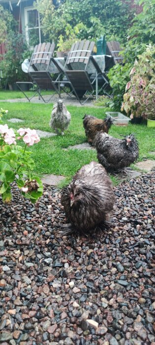 Fluffiga hönor på grus och gräs i en trädgård med blommor och trädgårdsmöbler.