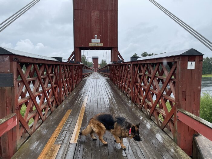 En hund promenerar på en röd träbro med våta plankor, omgiven av naturen, under en grå himmel.