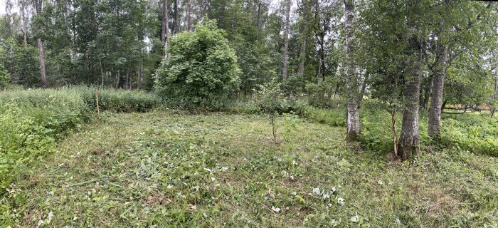 Panoramavy över en nyligen klippt äng med björkar och gröna buskar. Mulen dag.