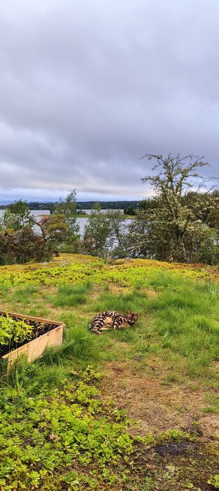 En katt ligger i gräset nära en odlingslåda; sjölandskap, molnig himmel och frodig grönska i bakgrunden.