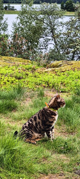 Katt med präktiga mönster sitter ute i grönt naturlandskap med utsikt över vatten.