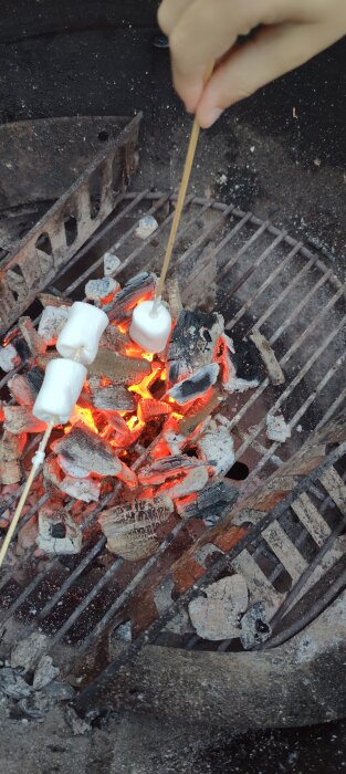 Grillning av marshmallows över glödande kol i en utomhuseldplats med metallgaller, träskaft och hand synlig.