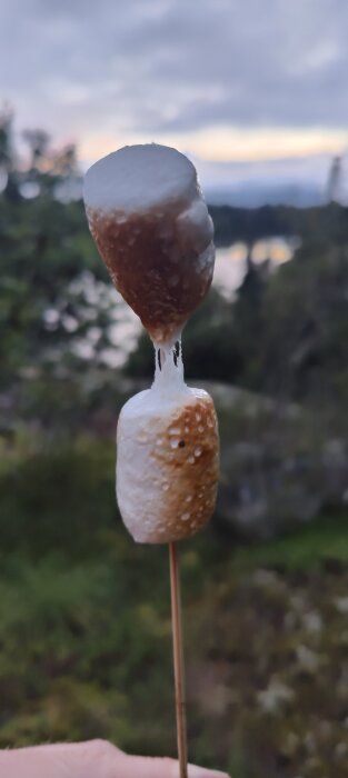 Två grillade marshmallows på pinne framför suddig naturbakgrund vid skymningen.