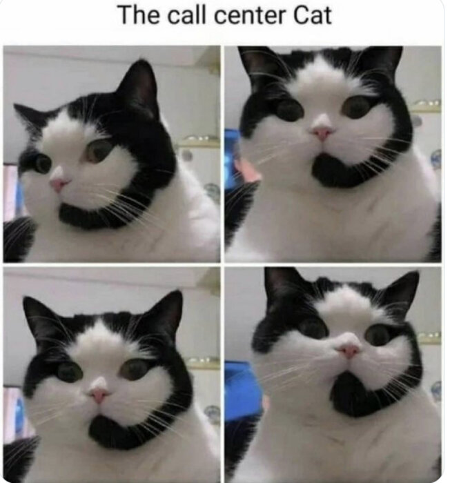 Svartvit katt med fyra olika uttryck, humoristisk, titeln "The call center Cat".