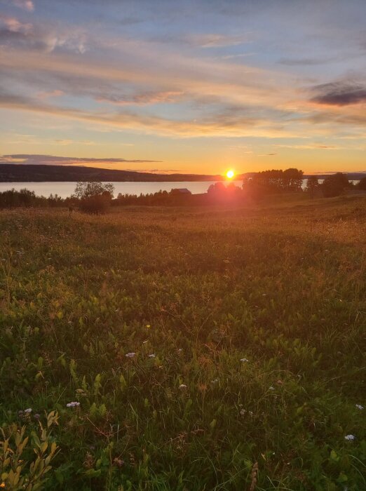 Solnedgång med gyllene ljus över äng och sjö, molnstrimmor på himmel, lugn natur.