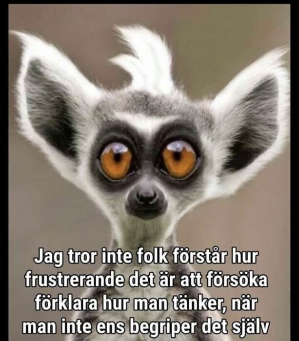 Humoristisk bild med en lemurs ansikte och stora ögon, innehåller text om frustration över att förklara tänkande.